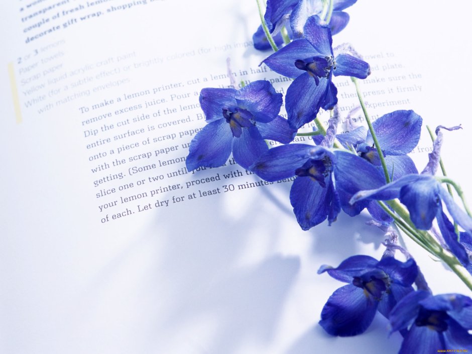 Книга с голубыми цветами