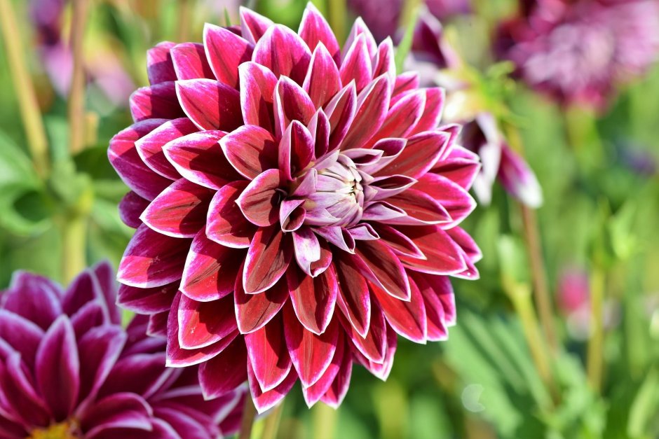 Dahlia variabilis pompon