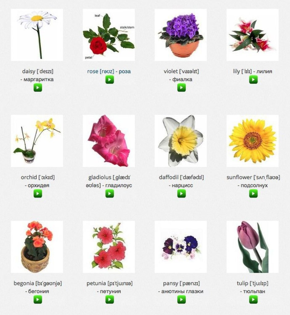 Названия цветов растений на английском