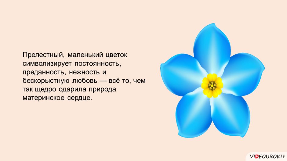 Символ дня матери в России Незабудка