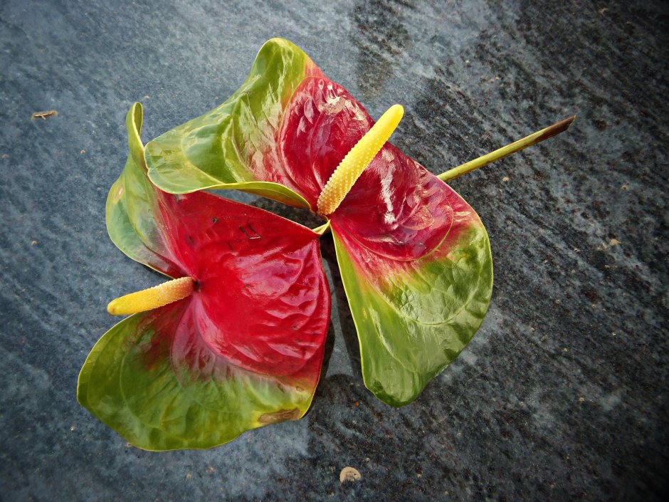 Антуриум радиканс Anthurium