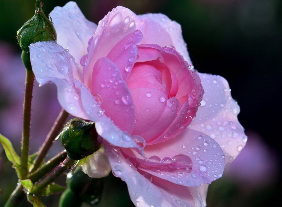 Букет роз с каплями воды