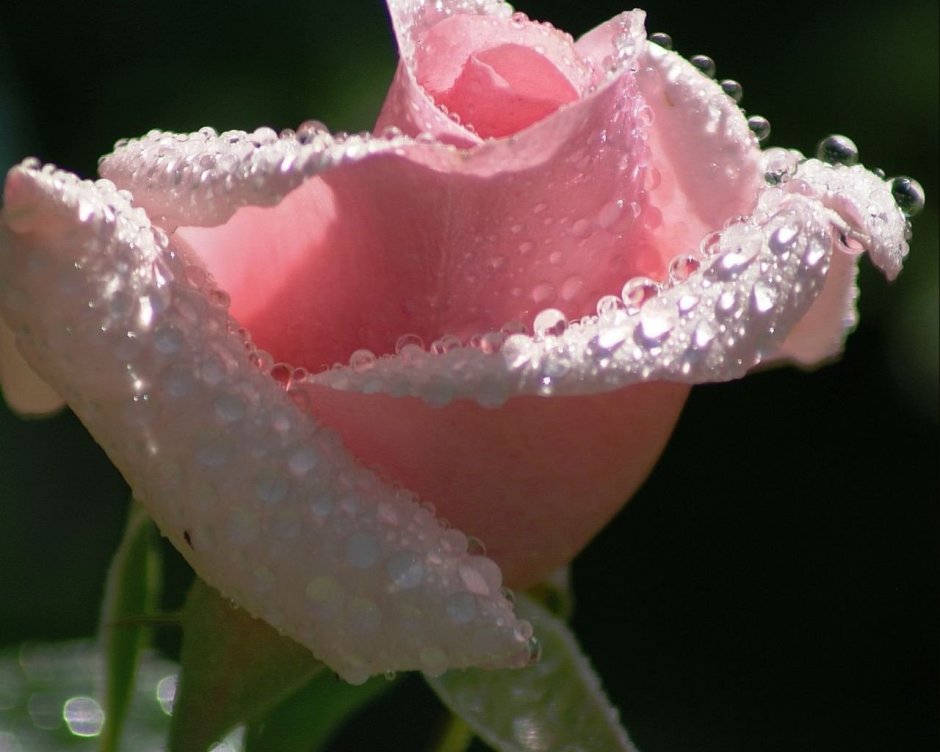 Нежные розы в росе