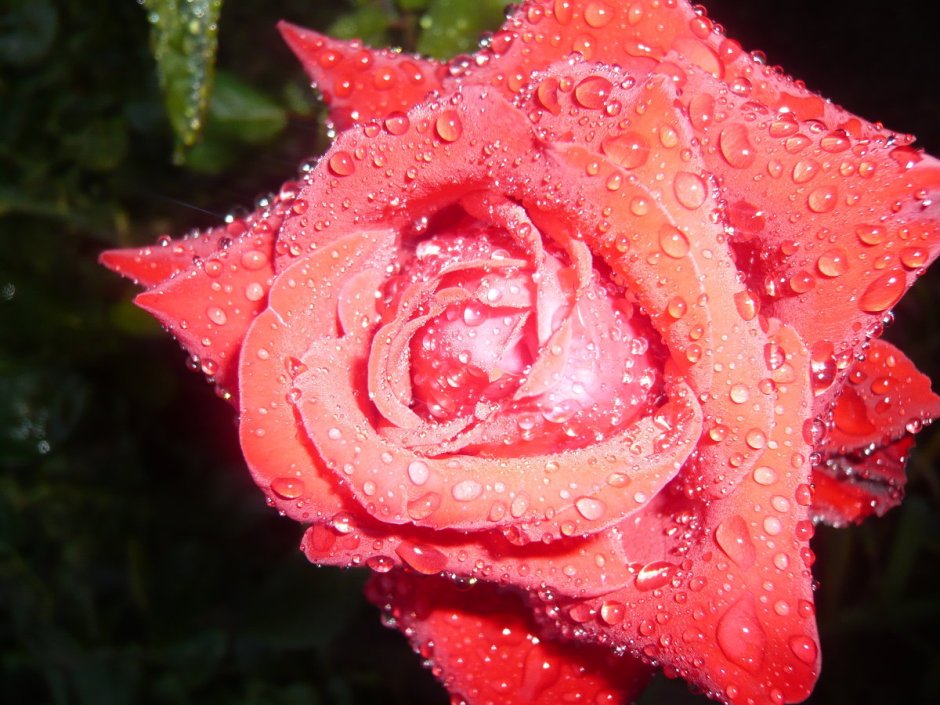 Красивые розы с капельками воды