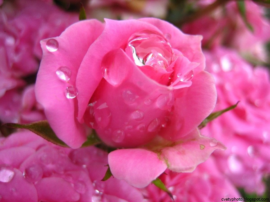 Мерцающие розовые розы