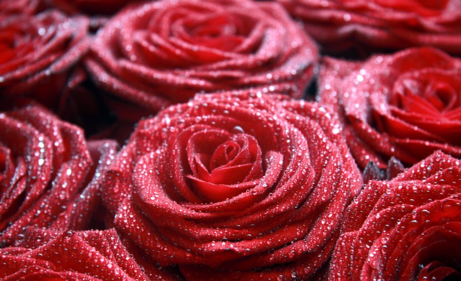 Фотообои роза с каплями