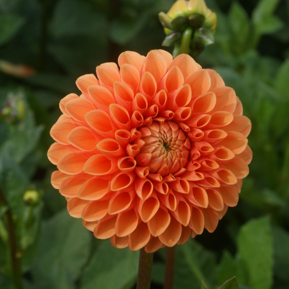 Георгина (Dahlia Sylvia