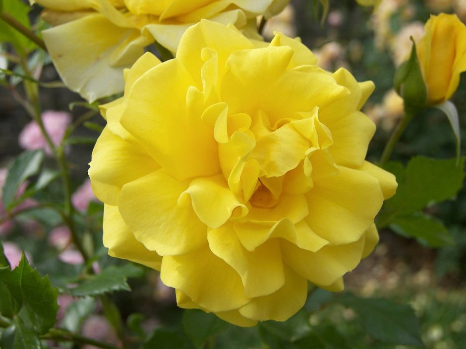 Роза флорибунда Йеллоу саммер