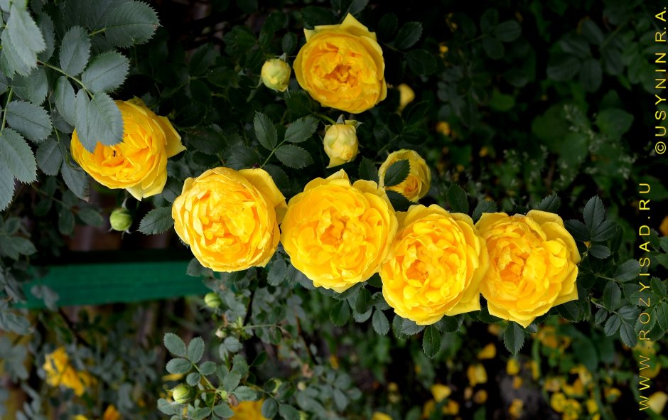 Роза Yellow robusta жёлтая