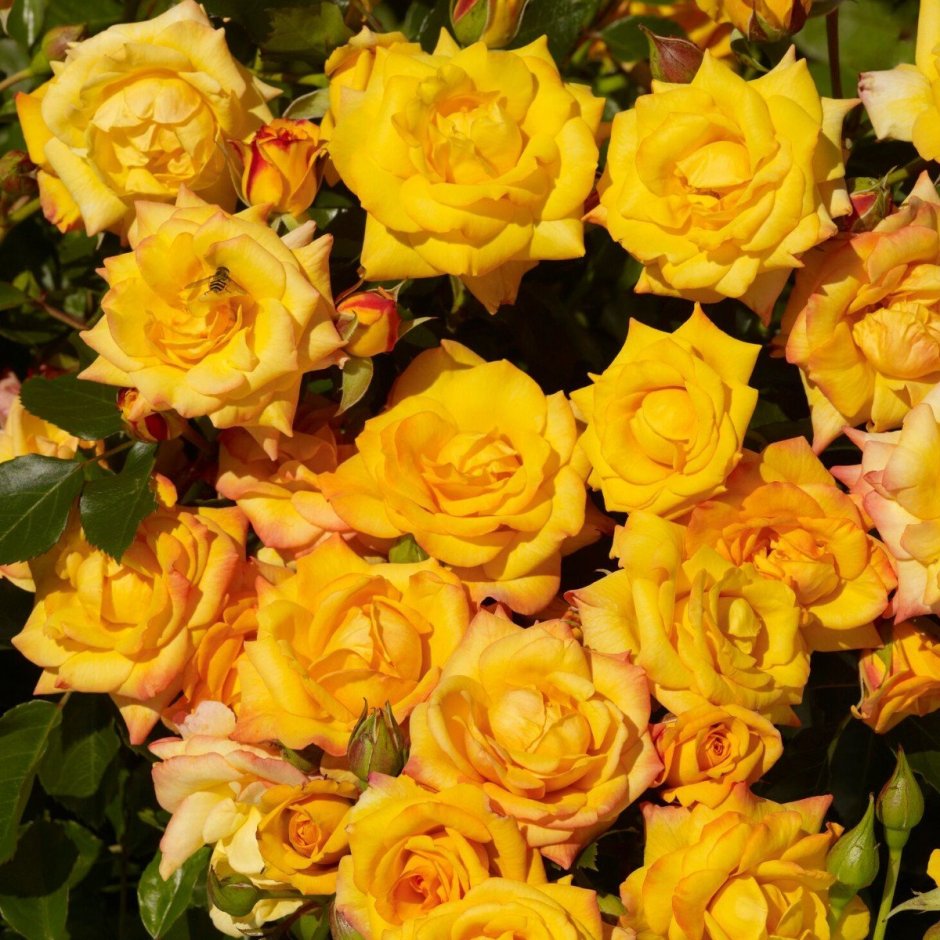Роза Парковая Фердинанд желтая