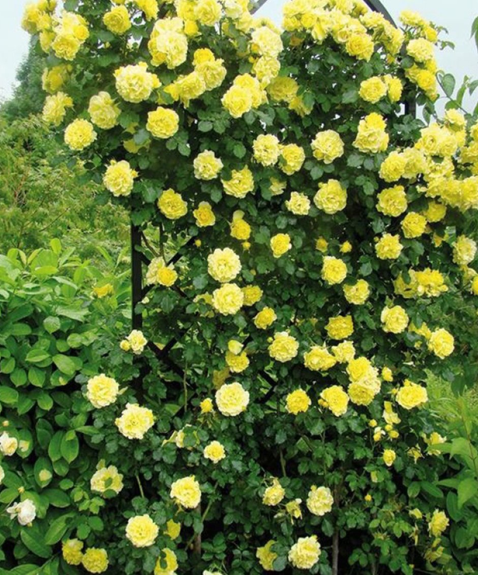 Rosa Park Molineux роза