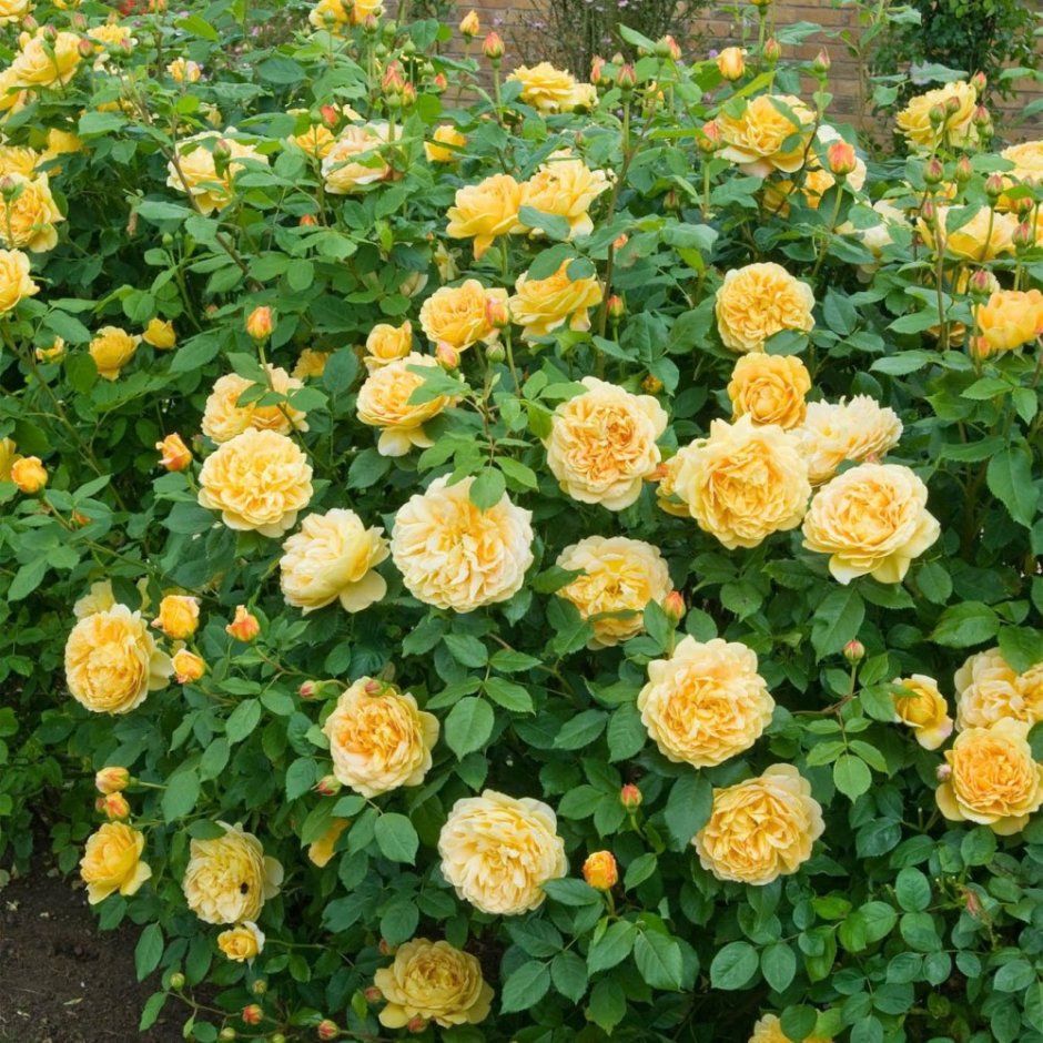 Yellow robusta роза