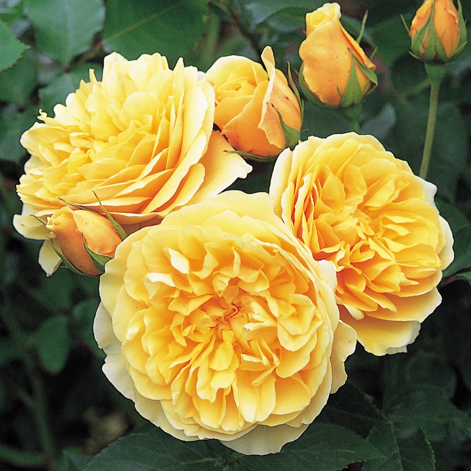 Парковая роза Персиан Еллоу