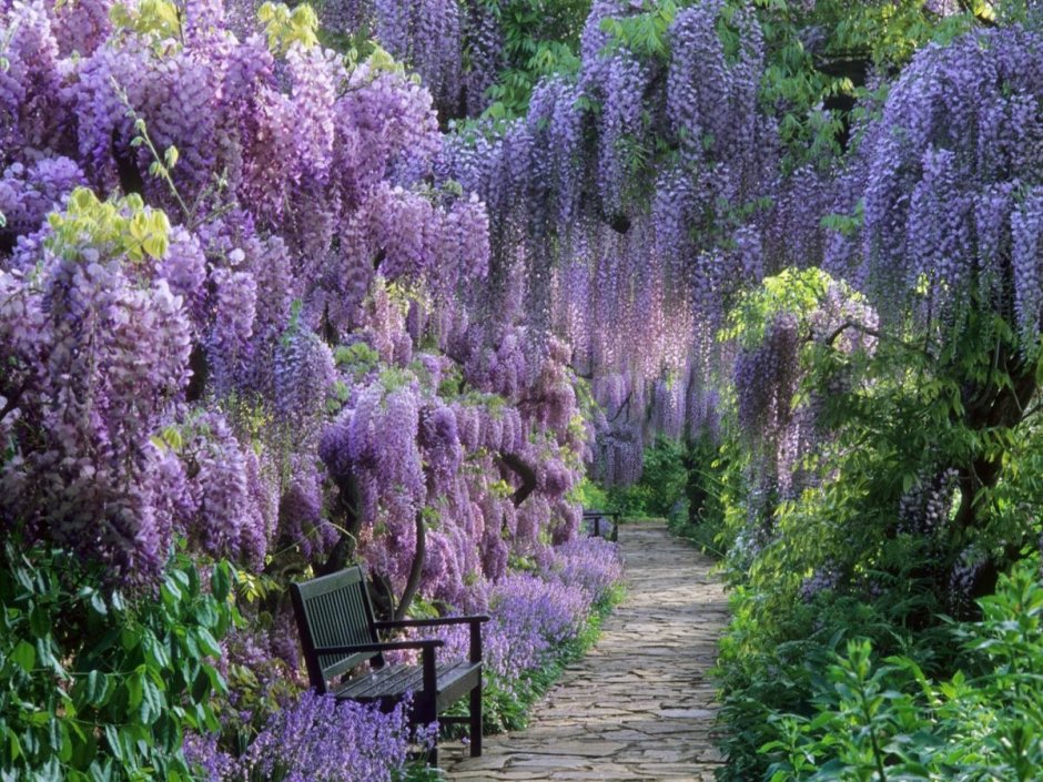 Глициния Wisteria sinensis