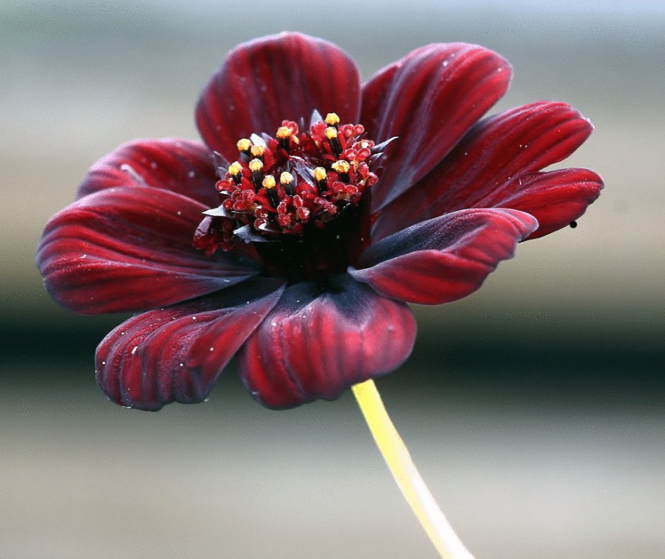 Cosmos atrosanguineus