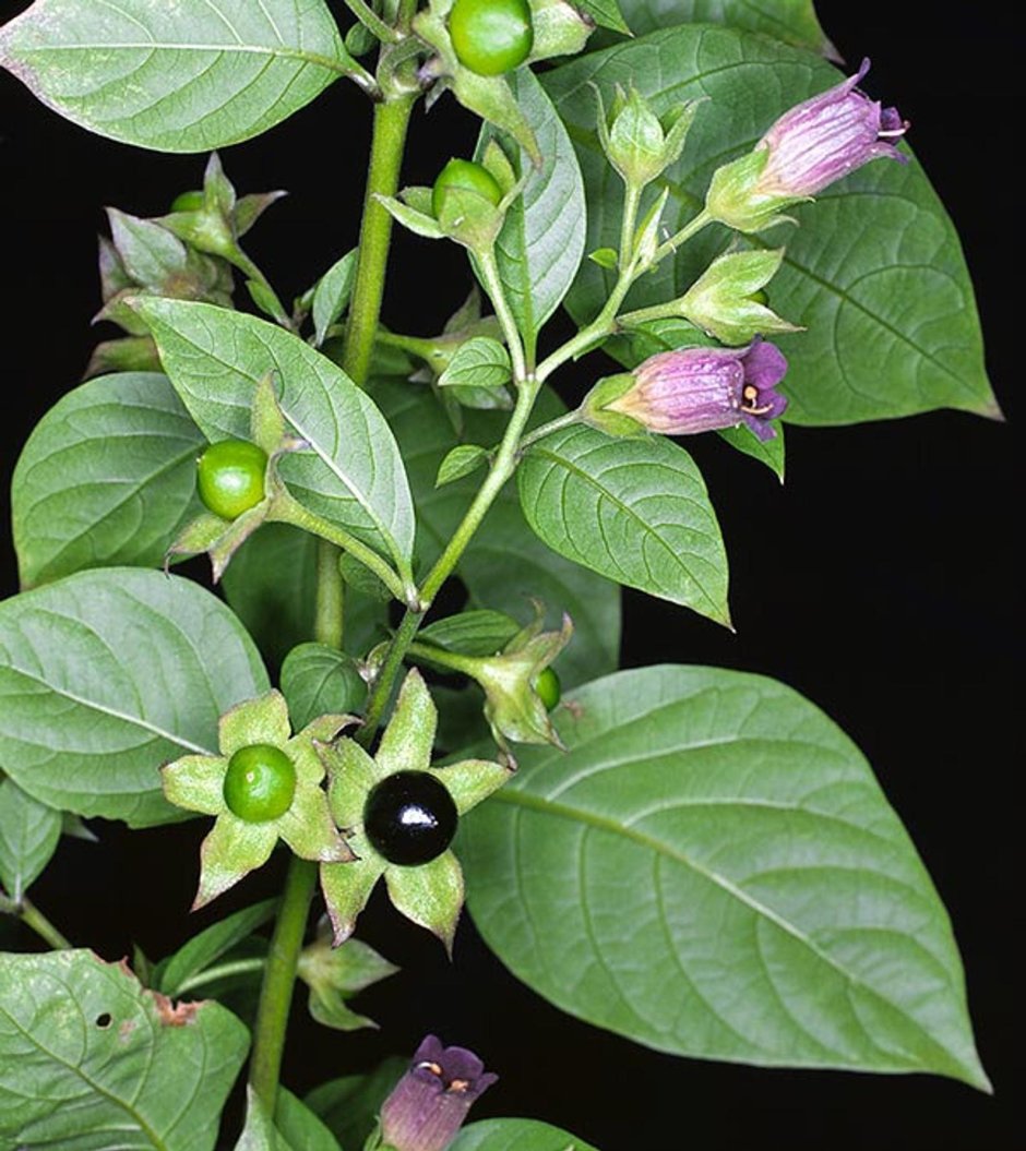 Atropa Belladonna растение
