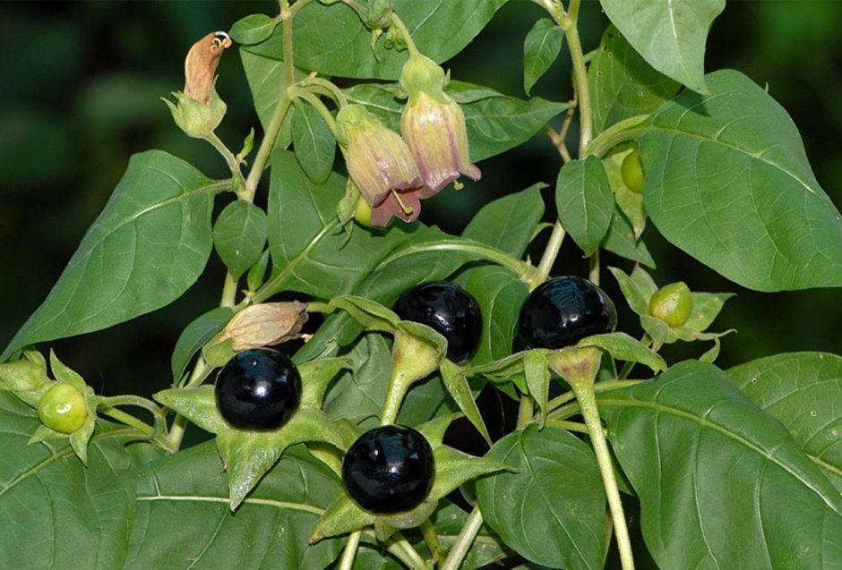 Красавка белладонна Atropa Belladonna