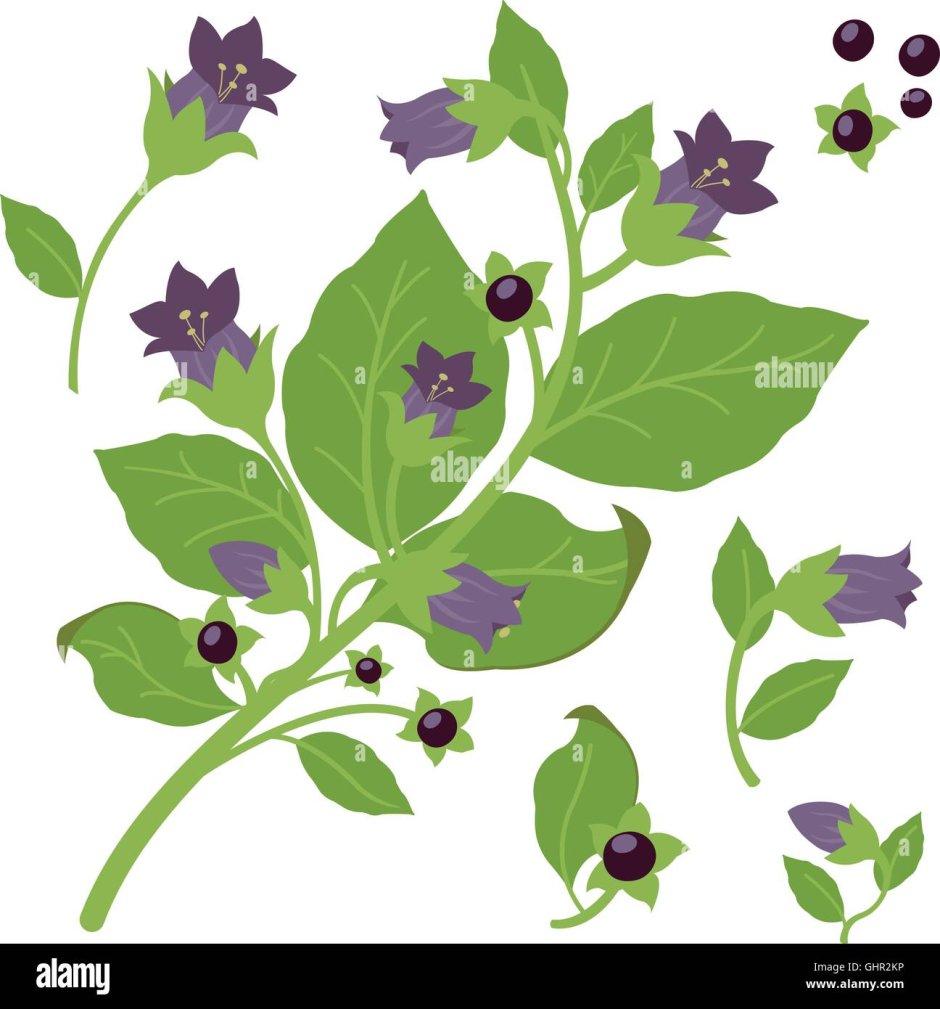 Белладонна фиолетовая растение