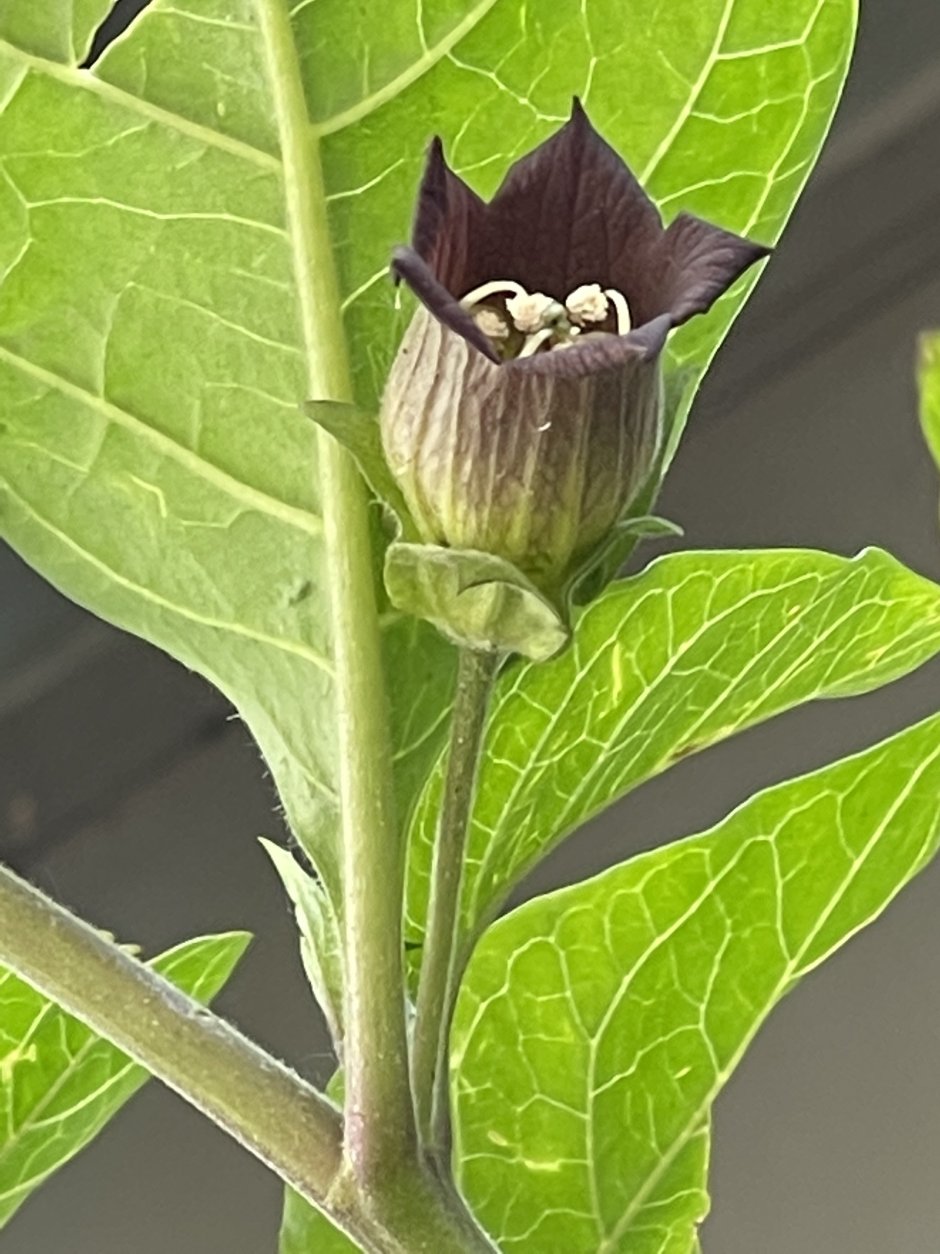 Belladonna Flower