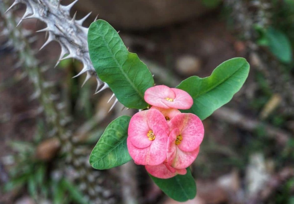 Растение с розовыми цветочками