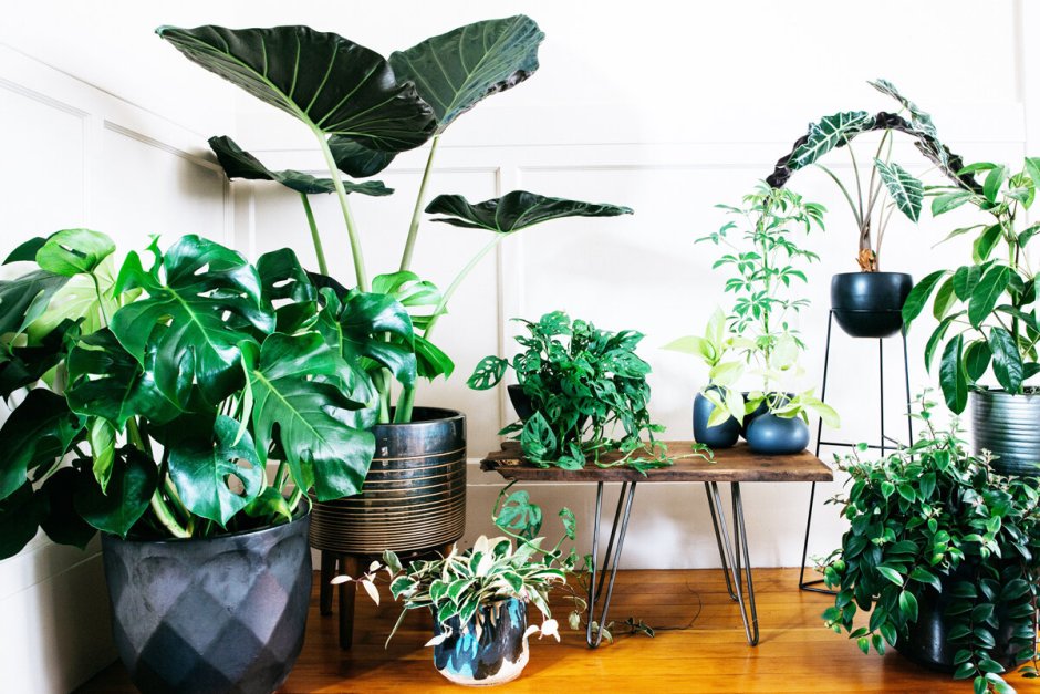 Монстера houseplants