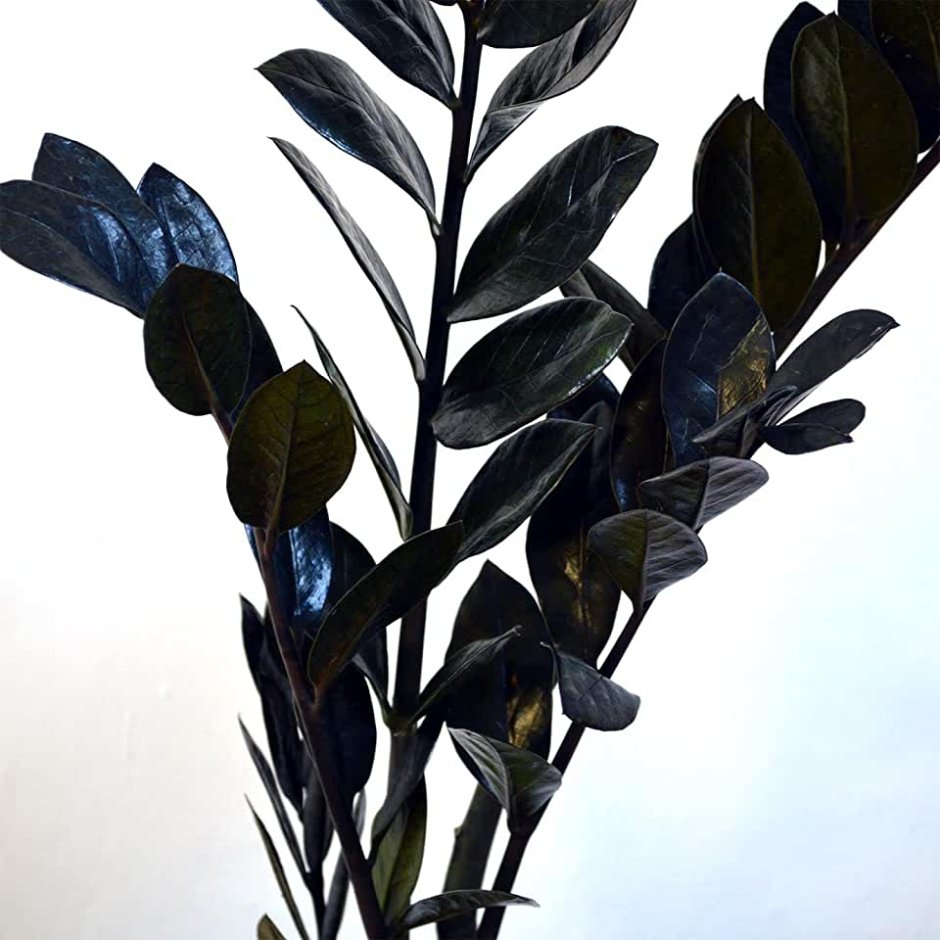 Zamioculcas zamiifolia Raven (черный)