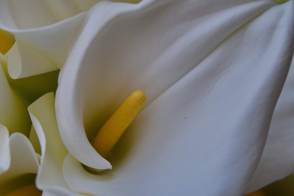 Белая Калла цветок