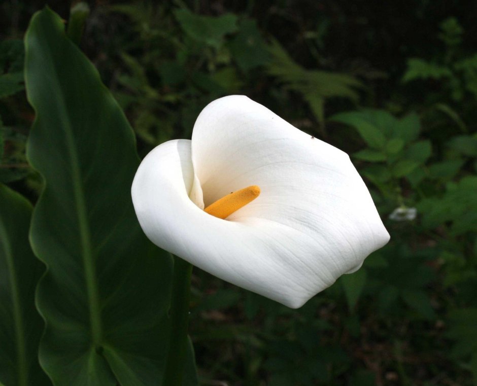 Calla Lily цветок листья