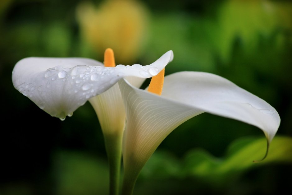 Белый цветок с большим пестиком