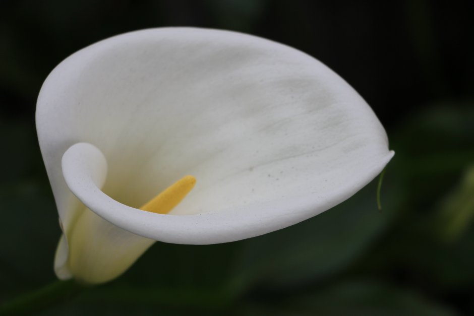 Тропический цветок белый с желтой серединкой