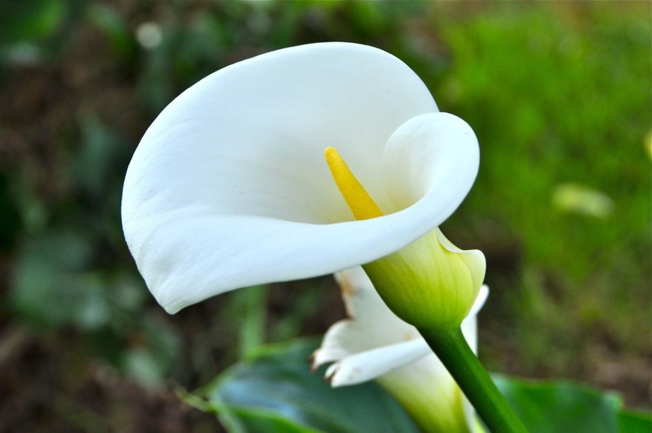 Растение с белым цветком и желтой тычинкой