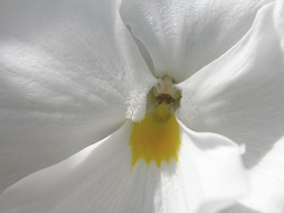 Белый цветок с желтым пестиком