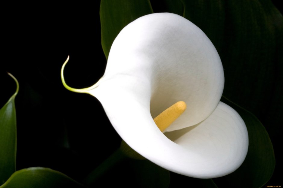 Цветы - белокрыльник (White Calla Lily)