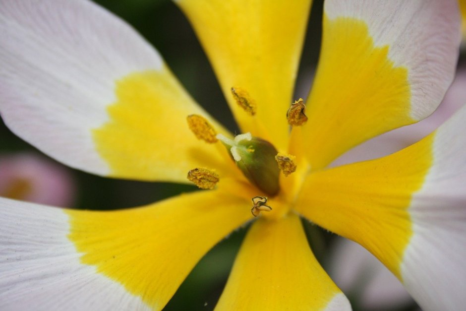 Жёлтый цветок с длинными тычинками