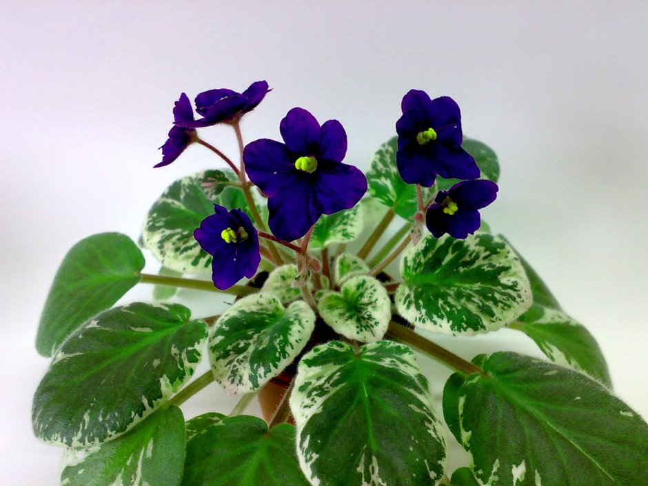 Фиалка African Violet