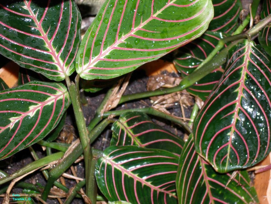 Calathea Ornata sanderiana
