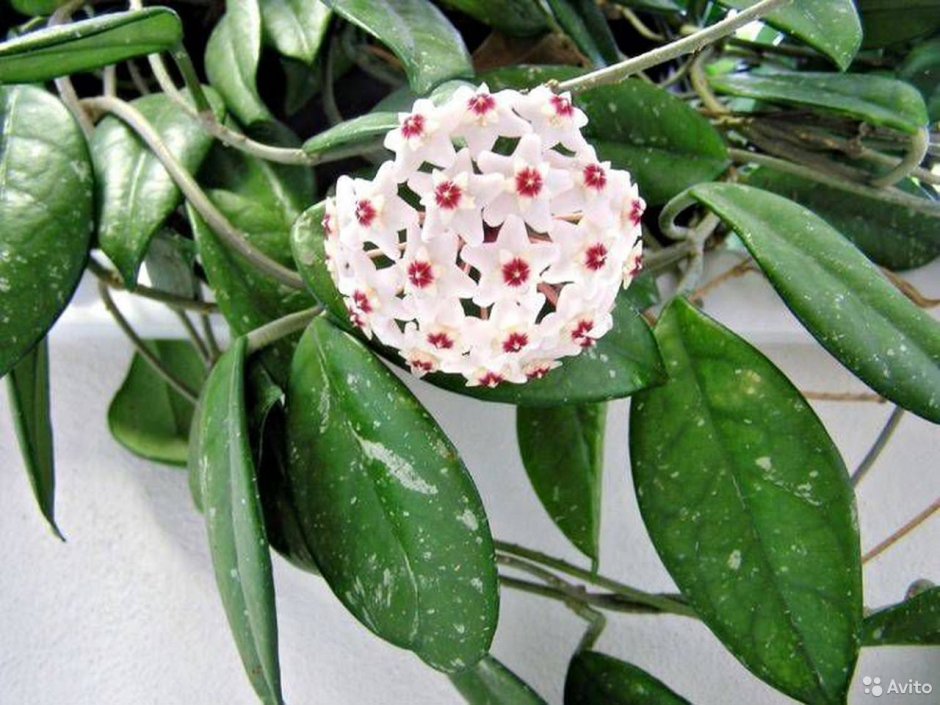 Хойя мясистая (Hoya carnosa)