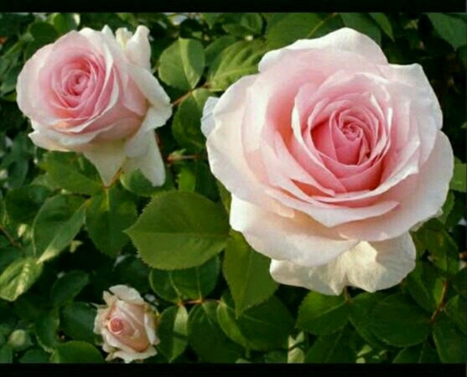 Bellerose роза