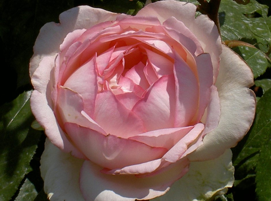 Оптимист роз