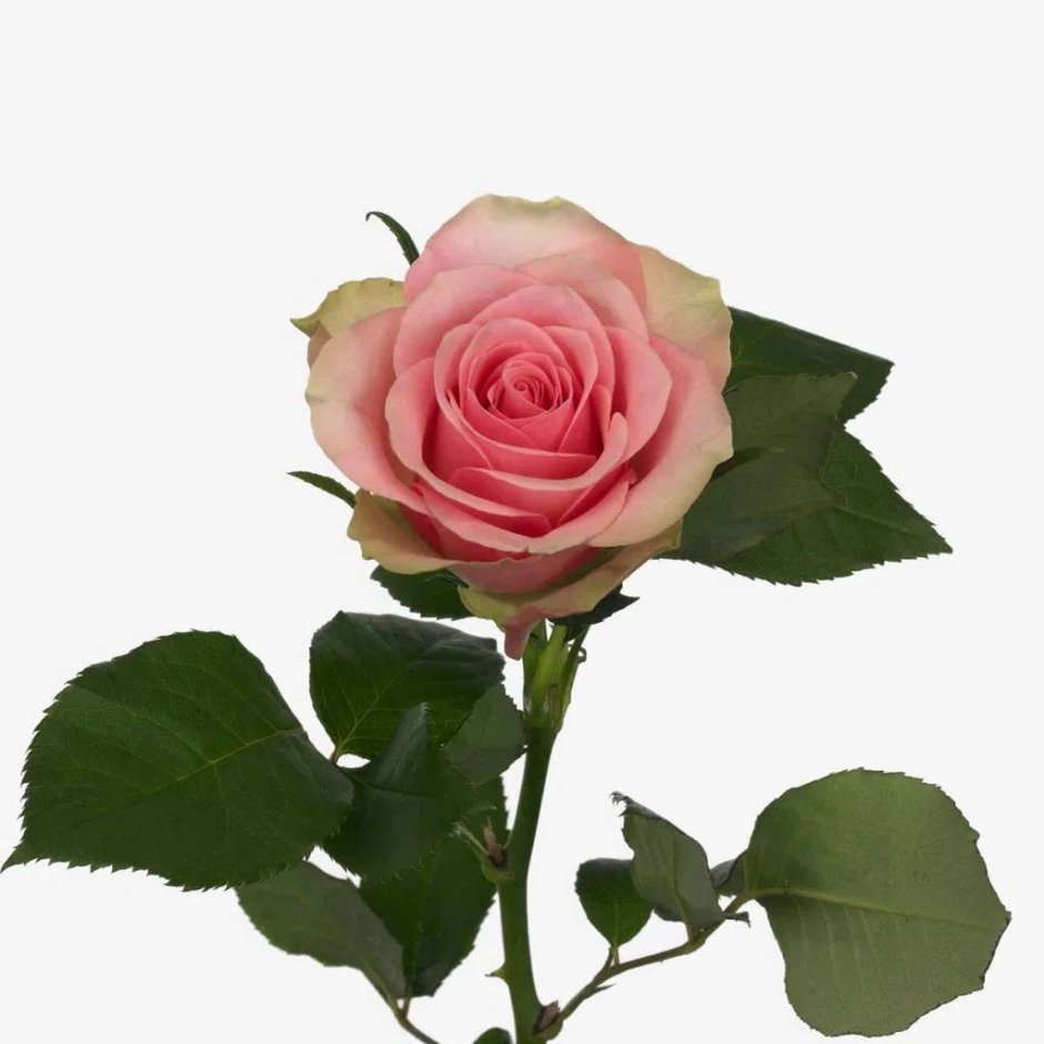 Роза Belle Rose дл.50