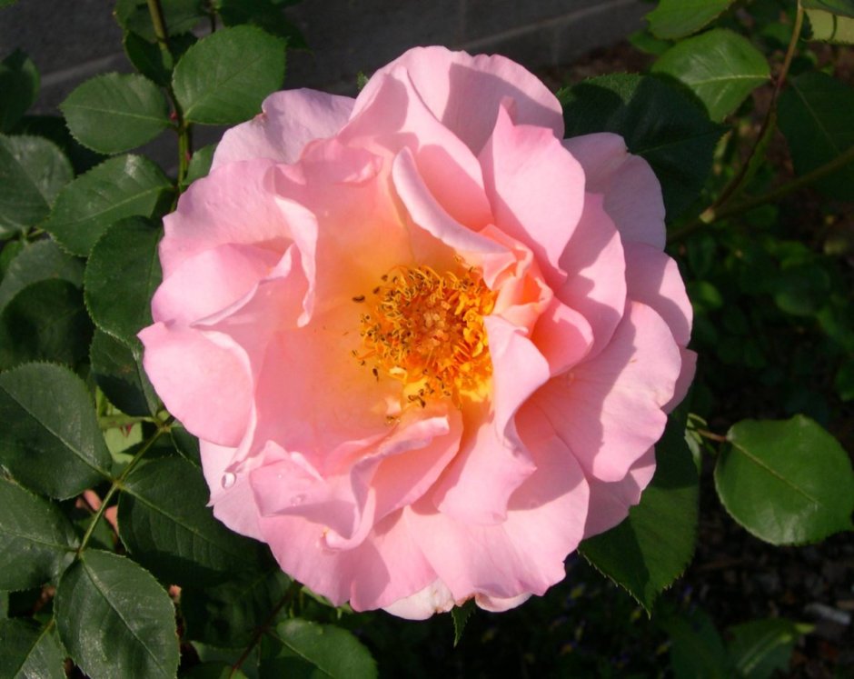Белла роза Bella Rosa