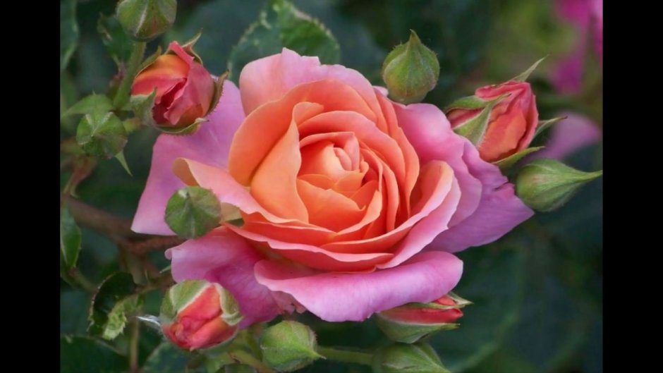Сорт розы Виен Роуз