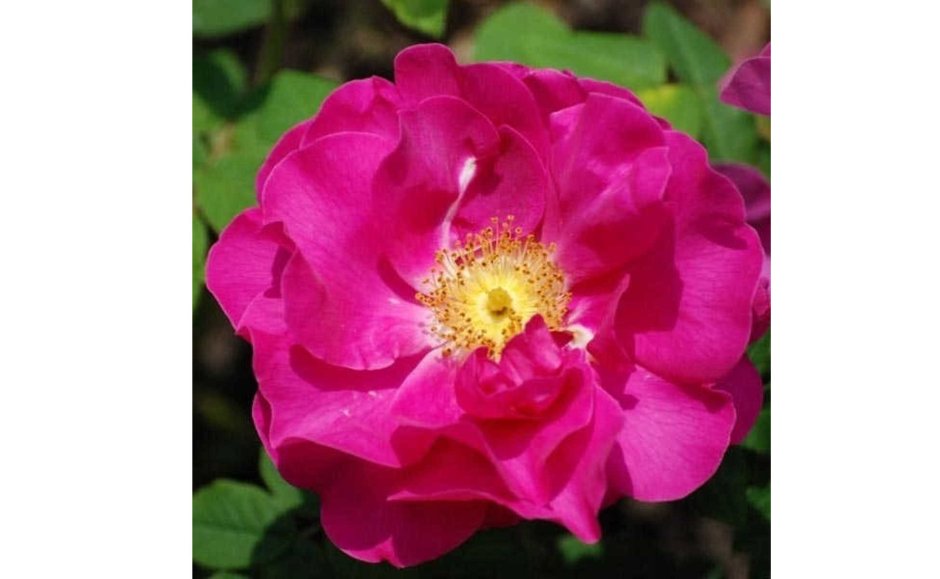 Роза Rosa 'Gallica'