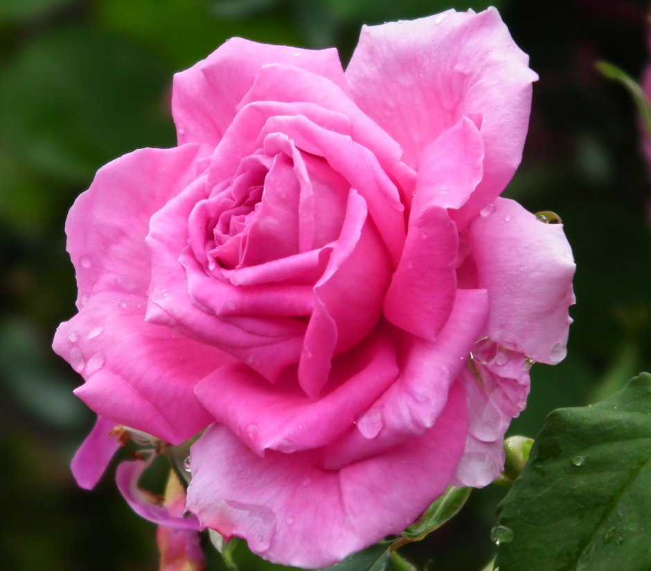 Роза чайно-гибридная ла Бель