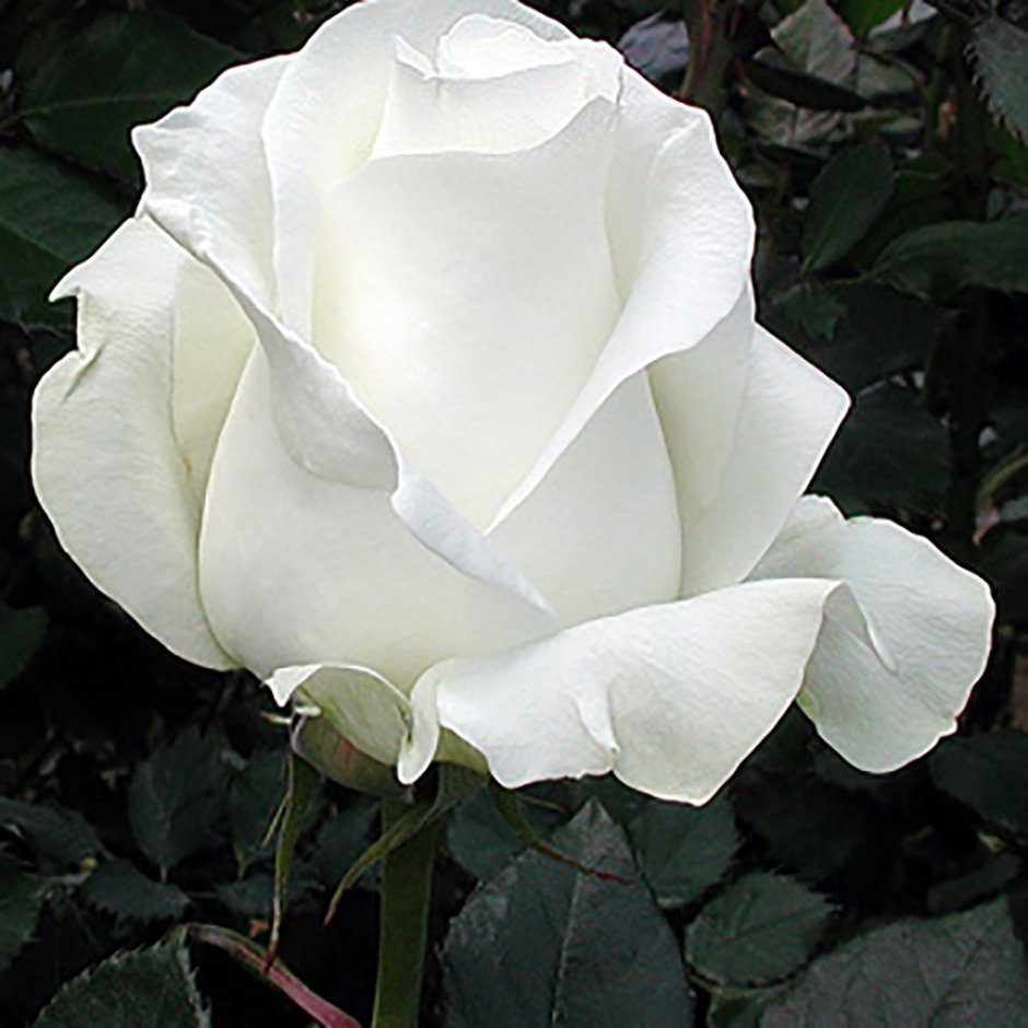 Роза Тинеке