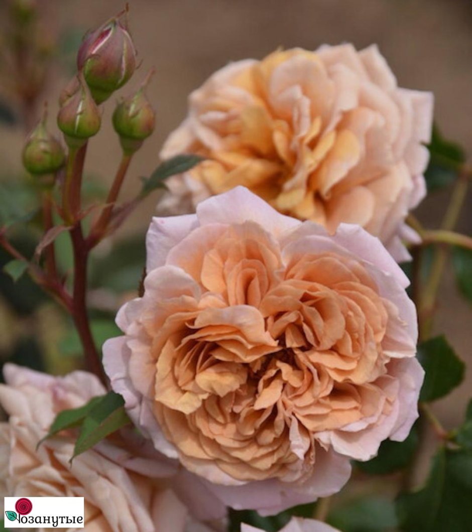 Роза Plume японская