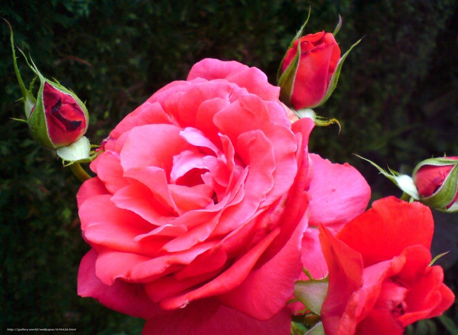 Роза чайно гибридная розовая магия
