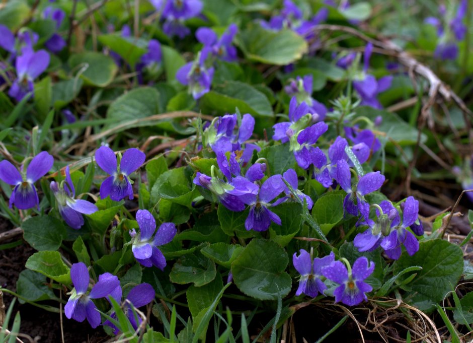 Фиалка Полевая Viola arvensis