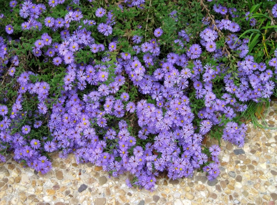 Мелкие фиолетовые цветы