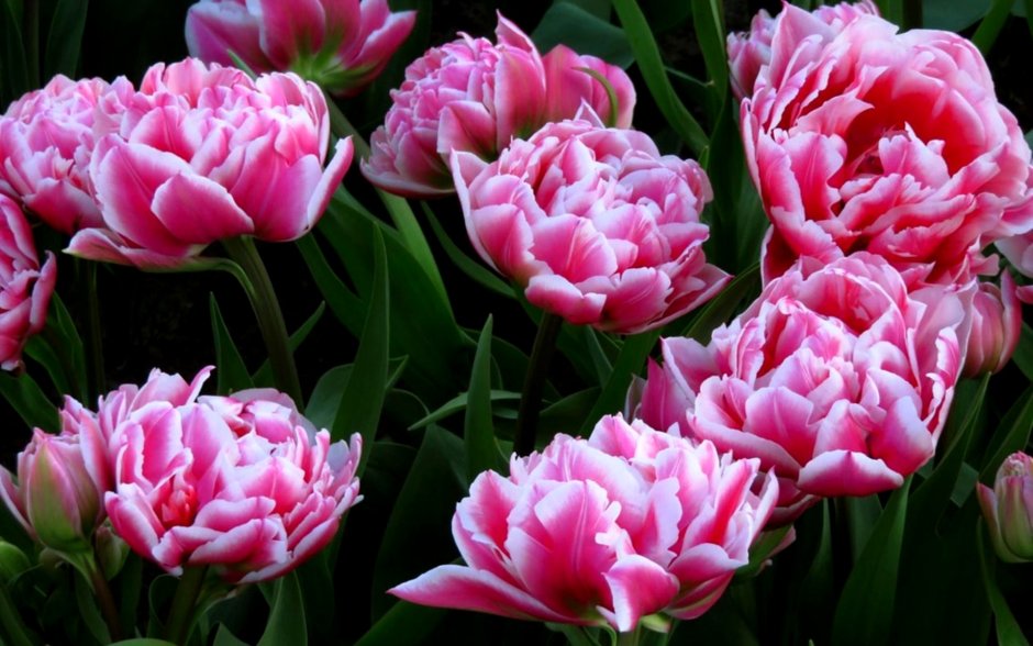 Голландские тюльпаны фото махровые